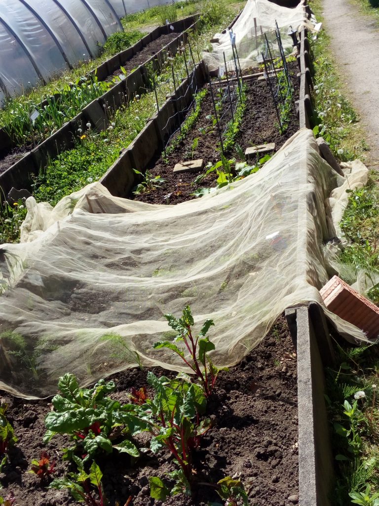 Urban Gardening in Neuss | Steffis Blog